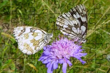 Schachbrettfalter jigsaw puzzle