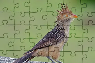 פאזל של Toy
