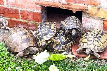 Schildkröten