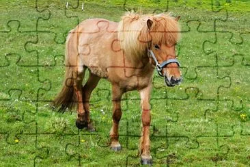 Island-Pferd