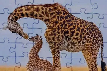 Toy