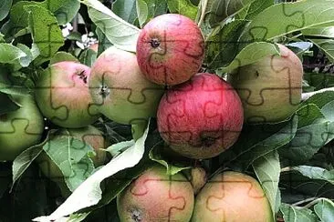 Ripening apples in July