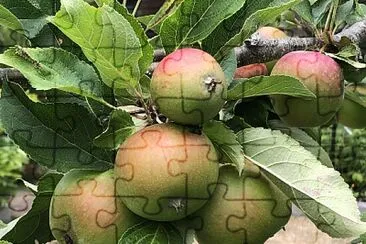 Green apples in July
