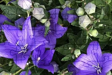 Balloon flowers/Chinese bellflowers