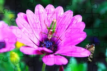 Blüte mit Grille jigsaw puzzle