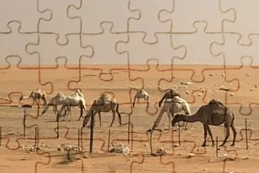 Camellos en Arabia