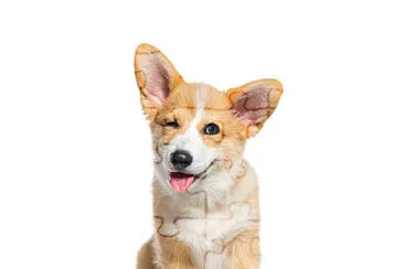CÃES