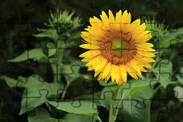 girasole