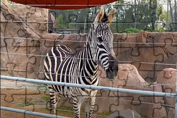 Zebra