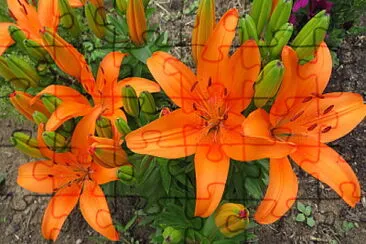 פאזל של Lilien