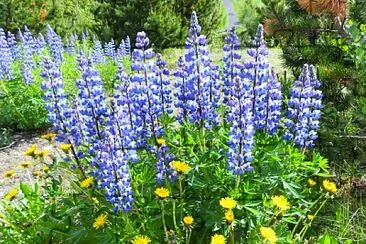פאזל של Lupinen