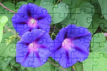 Blüten