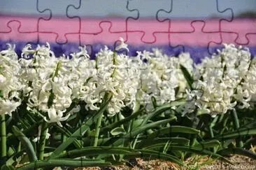 image jigsaw puzzle