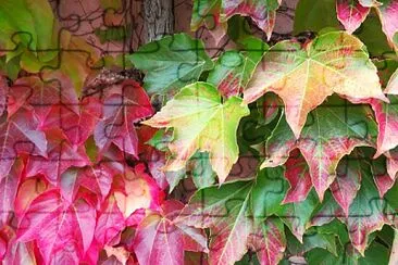 Herbstlaub