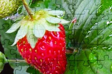Erdbeere