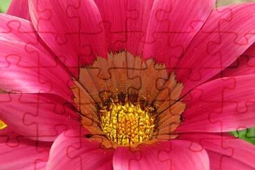 Blüte