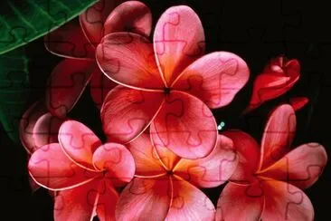 Flores em fundo Negro