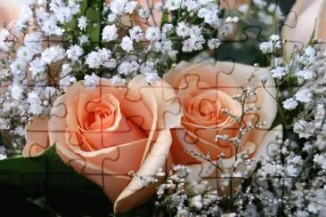 rosas claras