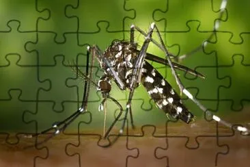 AEDES AEGYPTI