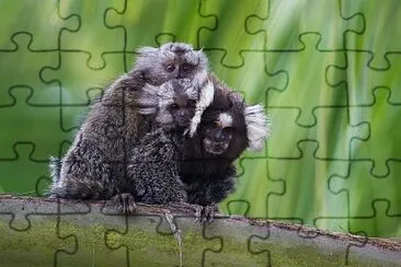 FAMILIA MACACO PREGO