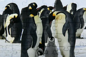 PINGUINS