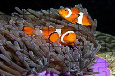 PEIXE PALHAÇO