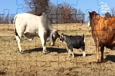 Goat and Cow