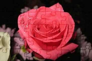 Rosa roja claro jigsaw puzzle