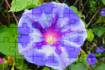 Zaunwinde jigsaw puzzle