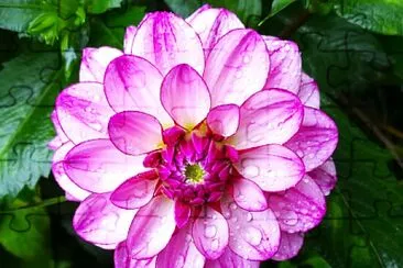 Dahlie jigsaw puzzle