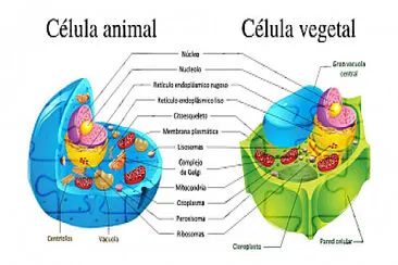 CELULA Y SUS TIPOS