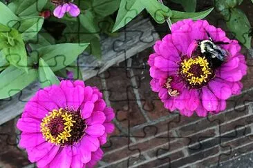 Bee on Pink Zinnia flowers jigsaw puzzle