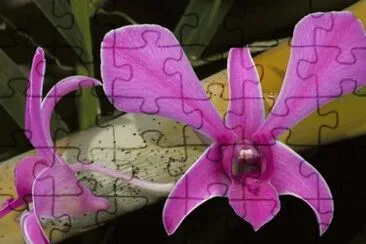 פאזל של Flores rosas
