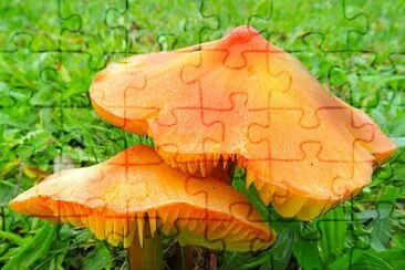 Pilze