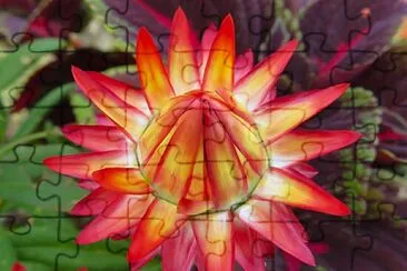 Strohblume