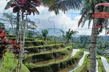 Rizières Bali Nord