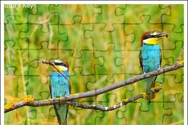 De jolis oiseaux