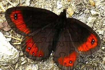 Mohrenfalter