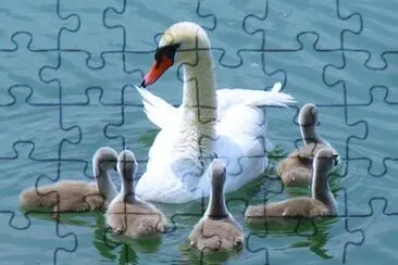 Schwäne