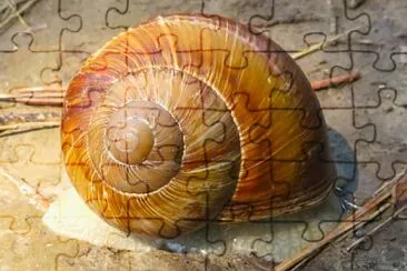 Schnecke
