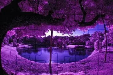 Zen Pond-Japan