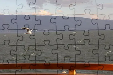 שחפים על הים