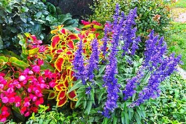 Blumenbeet jigsaw puzzle