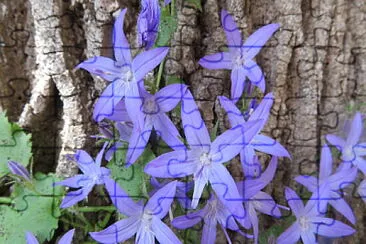 Sternblume