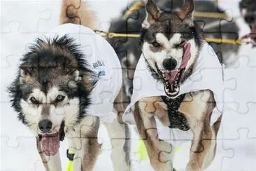 Lobos