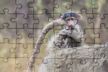 Macaquinho brincando com a cauda da mÃ£e