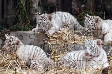 פאזל של Tigre Branco da neve