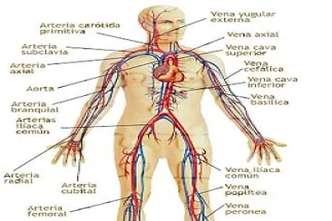 Sistema circulatório