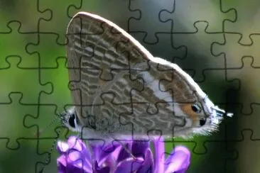 . jigsaw puzzle