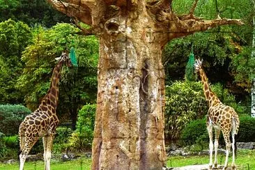 Giraffen